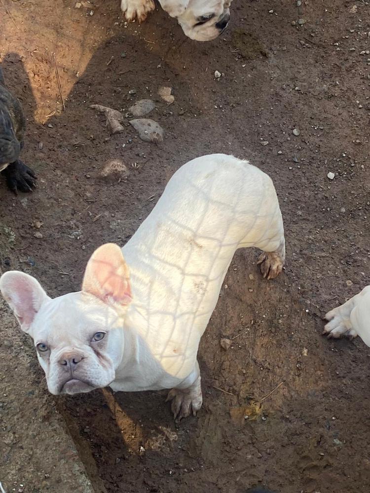 Alpin's Betsy Of D.S Frenchies | French Bulldog 