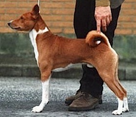 Faraoland Nile Wild Jeriko | Basenji 