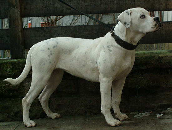 Redwoods Ivory | American Bulldog 