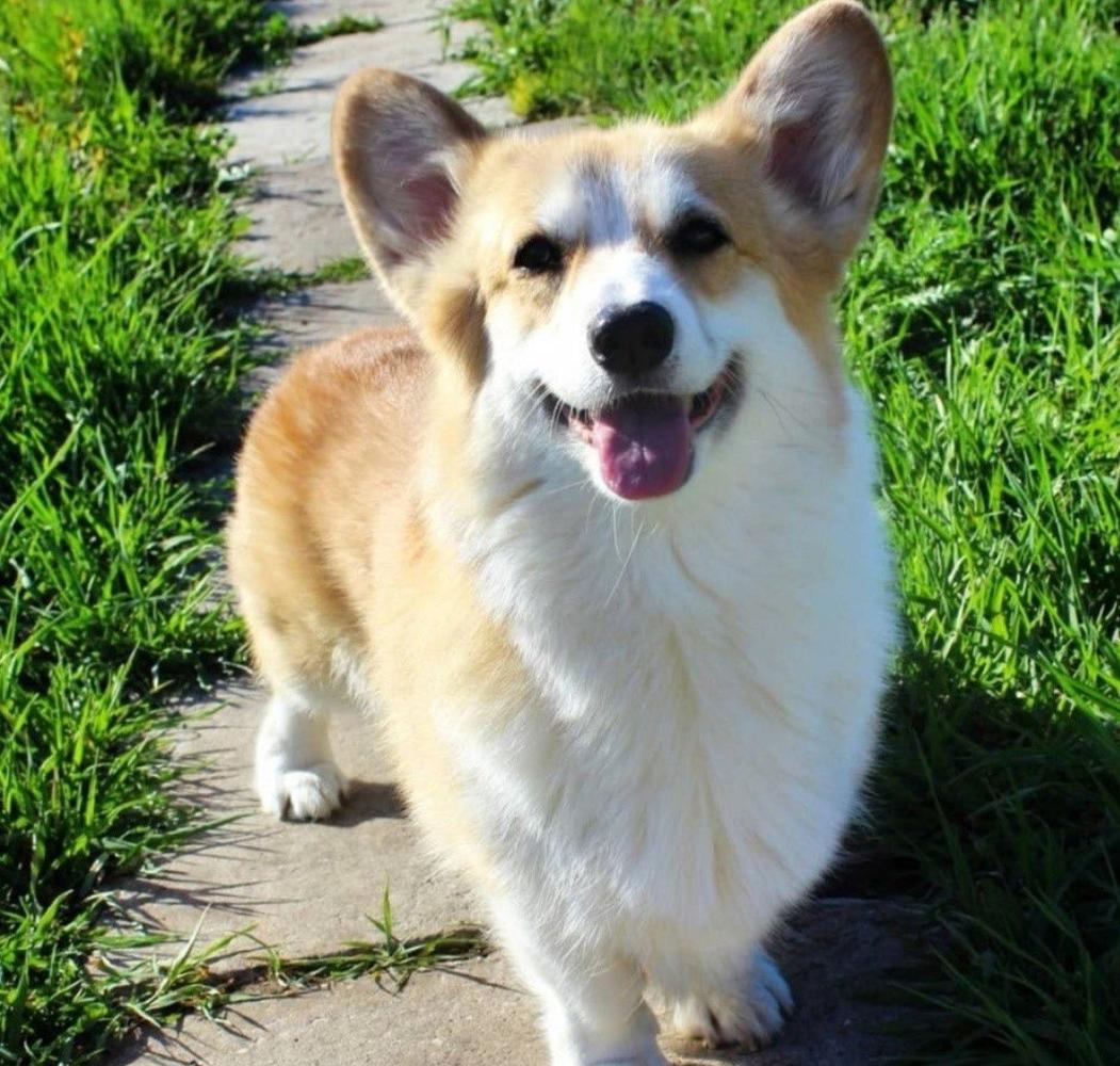 Ariana Monica Queen | Pembroke Welsh Corgi 