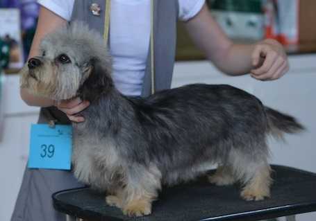 Deegandan Grace Darling at Trinzy | Dandie Dinmont Terrier 