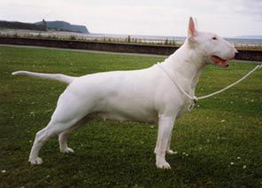 Majico Royal Performance | Bull Terrier 