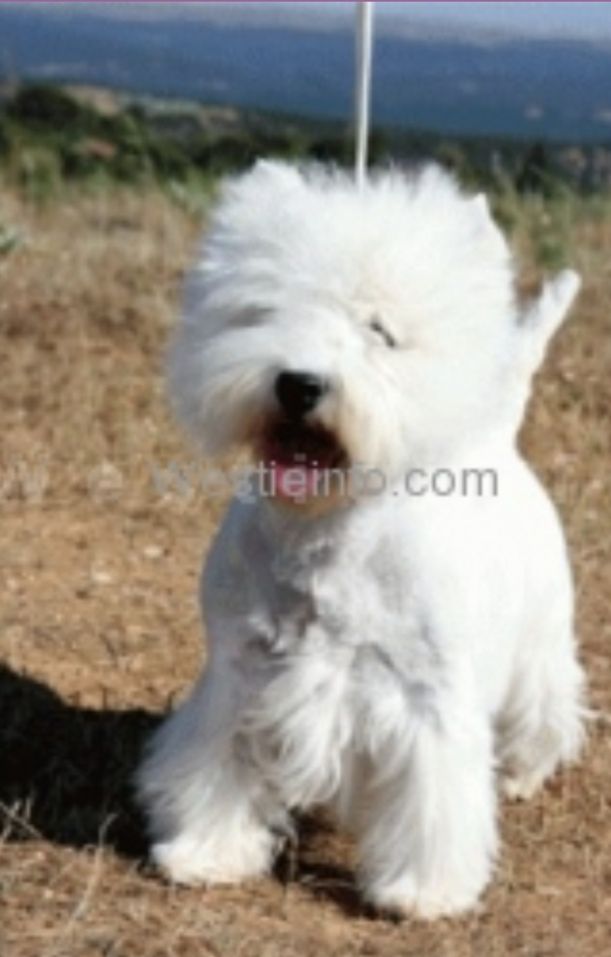 Atenea del Goyepino | West Highland White Terrier 