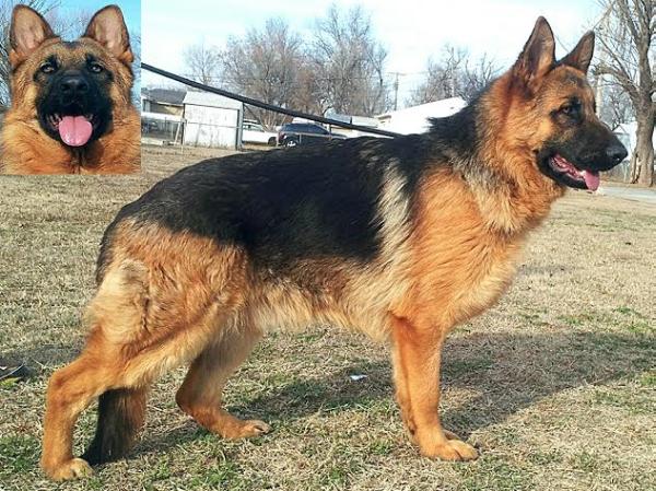 Simba von Wyzal | German Shepherd Dog 