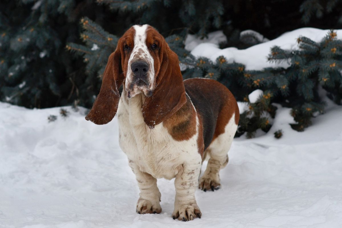 VEZUVII ANTARES | Basset Hound 