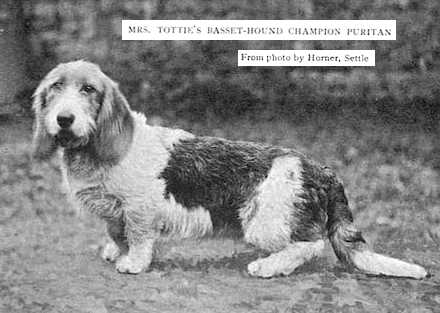 Puritan [Mrs. Tottie's] | Petit Basset Griffon Vendéen 