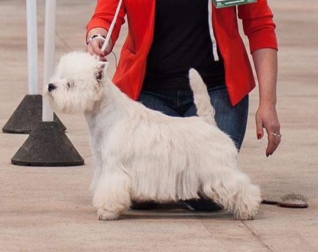 Newvoldemort Al Capone | West Highland White Terrier 