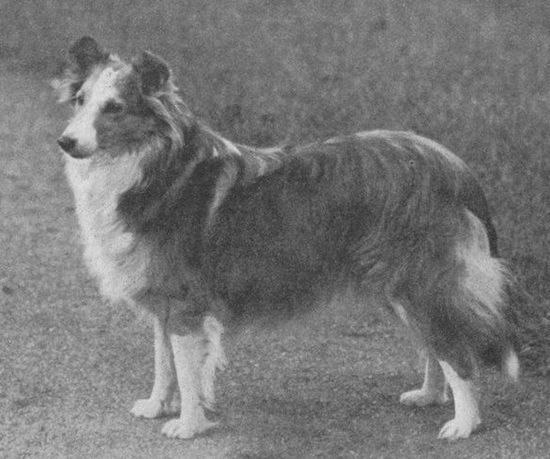 Peaceful (1935) | Shetland Sheepdog 