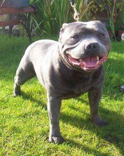 Charmonics Blue Moon | Staffordshire Bull Terrier 