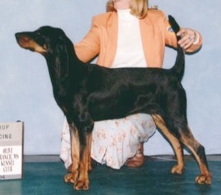 Rockytop Swamp Witch | Black and Tan Coonhound 