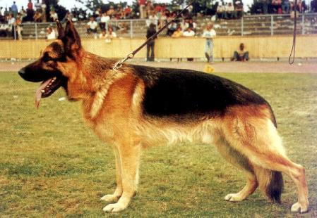 Ex vom Schlumborn | German Shepherd Dog 