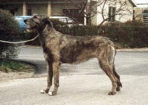 Furlongs Pagan Lee | Irish Wolfhound 