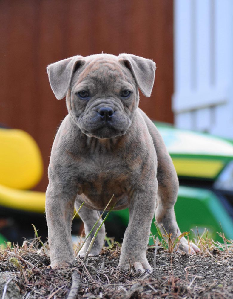 Ziggy | American Bulldog 