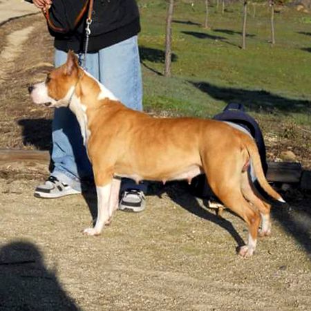 Thunder Bully Hollywood | American Staffordshire Terrier 