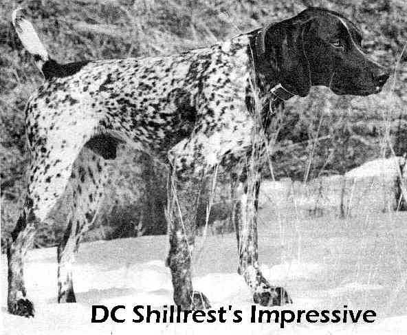 SHILLREST'S IMPRESSIVE | German Shorthaired Pointer 