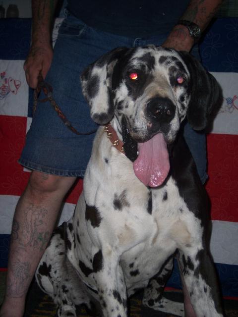 Harley Brutus Quigley | Great Dane 