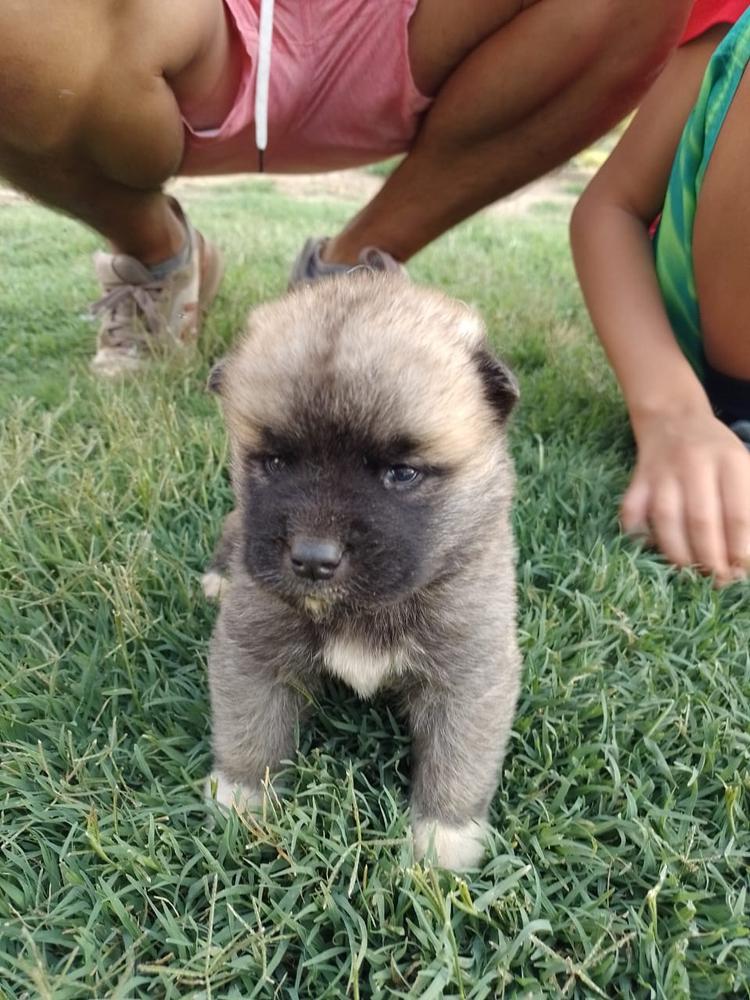 D Maripinda Little JR | Akita 