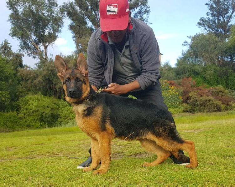 Esko De Victoria X Siempre | German Shepherd Dog 