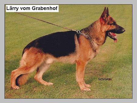 Lärry vom Grapenhof | German Shepherd Dog 