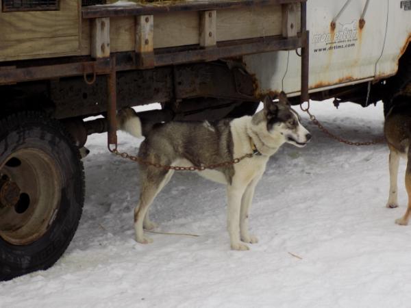 RJ's Apollo 93.3 | Siberian Husky 