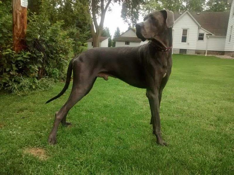 RDF Dean Martin | Great Dane 