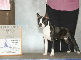 Kennedy's Forbidden Fruit Of Driftwood | Boston Terrier 