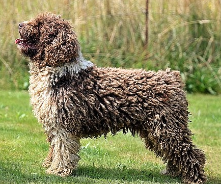 Mahatma Gandhi de los Cerros de Quinto | Spanish Water Dog 