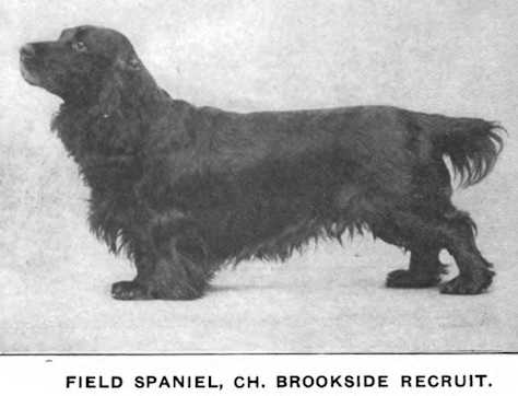 Brookside Recruit 125216 vXXVI | Field Spaniel 