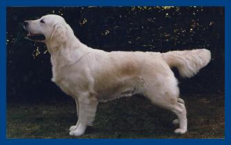 Linchael Butterfly Orchid At Frankby | Golden Retriever 