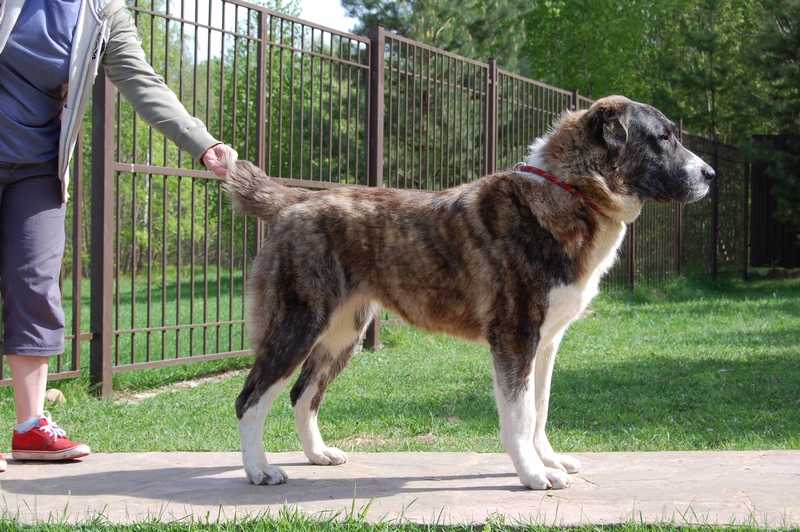 Dalma iz Klovi | Central Asian Shepherd Dog 