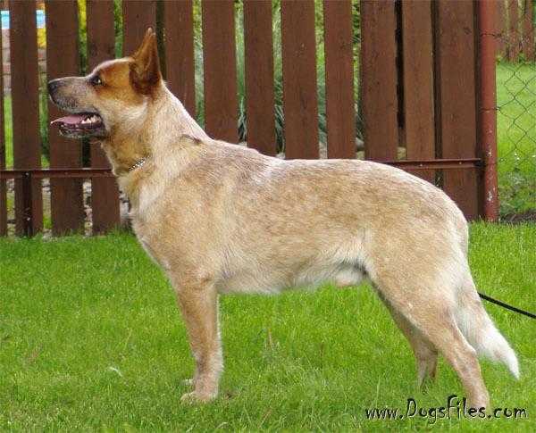 DOC'S BAR CIDABRO | Australian Cattle Dog 