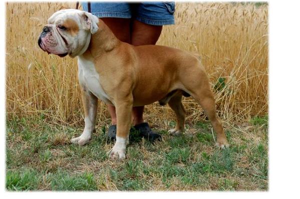 Blue River's Rocko | Olde English Bulldogge 