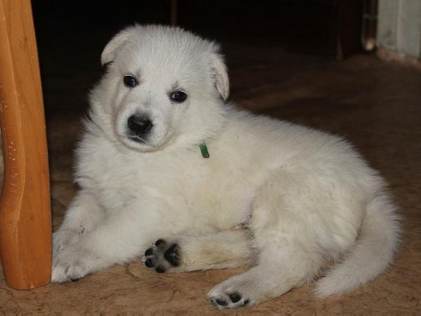 Fartovyi Paren' | White Swiss Shepherd Dog 