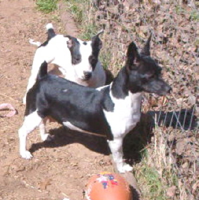 Texas True Blue's Jackie O | Teddy Roosevelt Terrier 