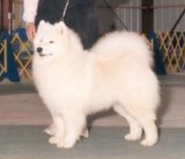 Sanorka's Victorian Sterling | Samoyed 