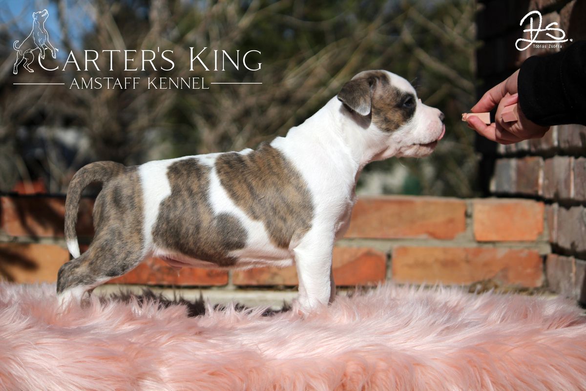Carter's King Adrenaline Junkie | American Staffordshire Terrier 