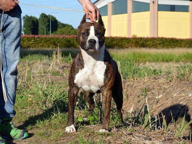 Tyga Long Step | American Staffordshire Terrier 