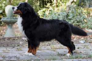 Co-Flying Star From Orsina's Land | Bernese Mountain Dog 