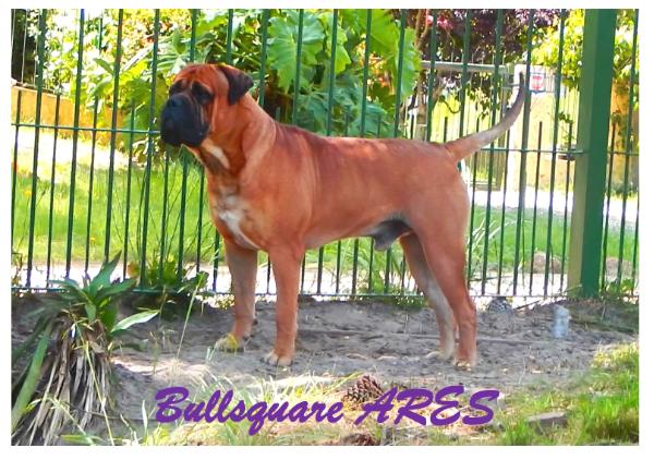 BULLSQUARE ARES | Bullmastiff 