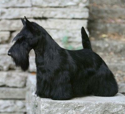 Roundtown Mercedes Of Maryscot | Scottish Terrier 