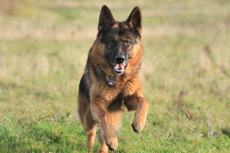 Onix vom Beyenburger Stausee | German Shepherd Dog 
