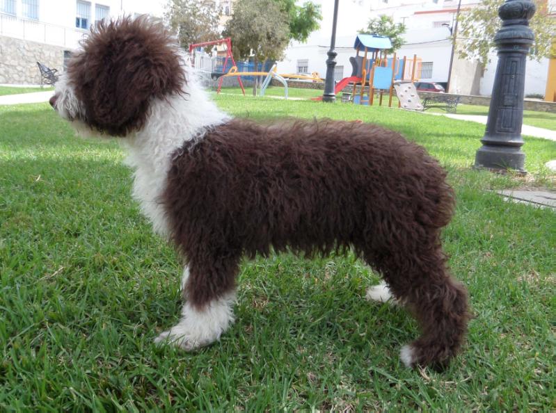 Daira de El Legado de los Lobos | Spanish Water Dog 