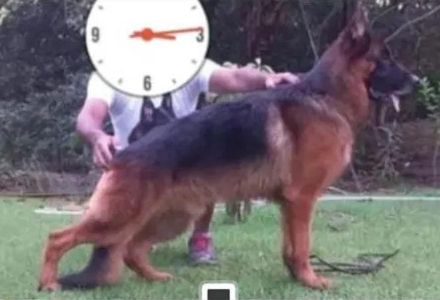 Igel di Capela Batti | German Shepherd Dog 