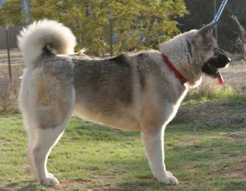Gennaoshi Yoshi Macleod | Akita 