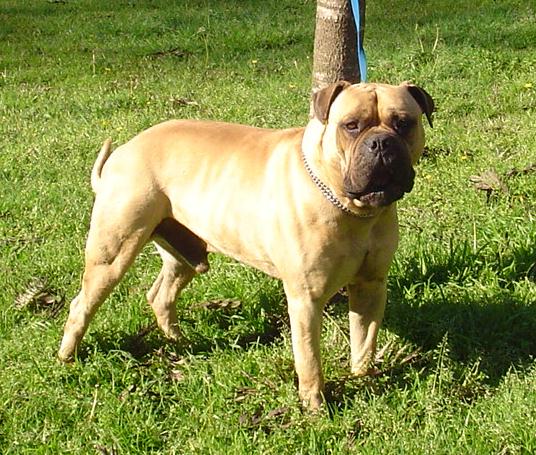 Akim Bull Paignton | Bullmastiff 