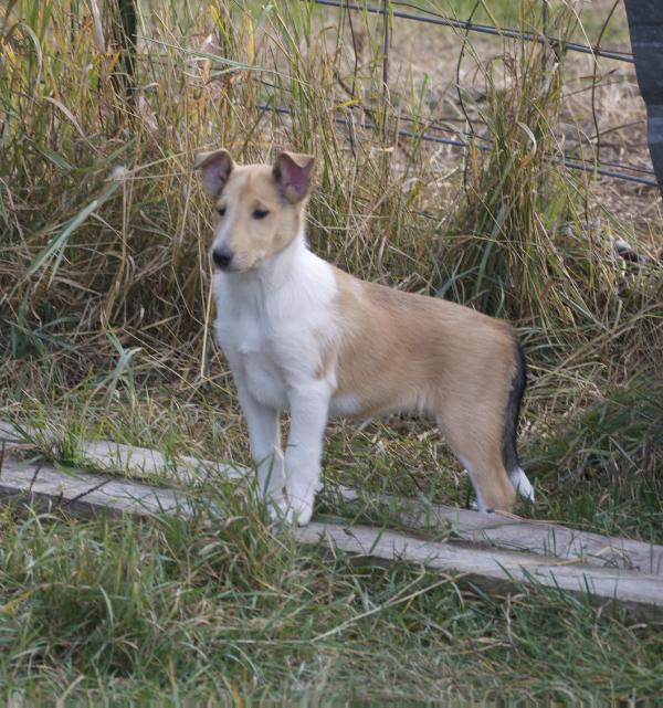 Amber Bear Fawn | Rough Collie 