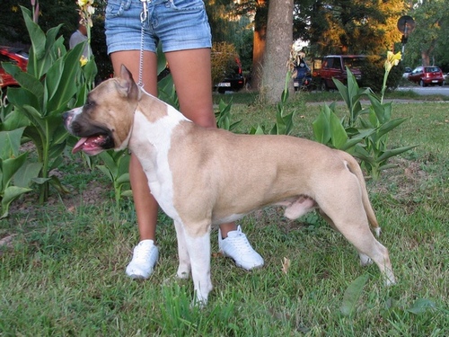 Bullet of Eagle Blend | American Staffordshire Terrier 