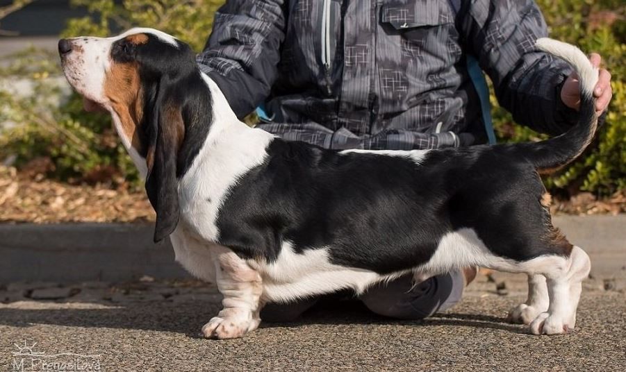 Edie Štemarali | Basset Hound 