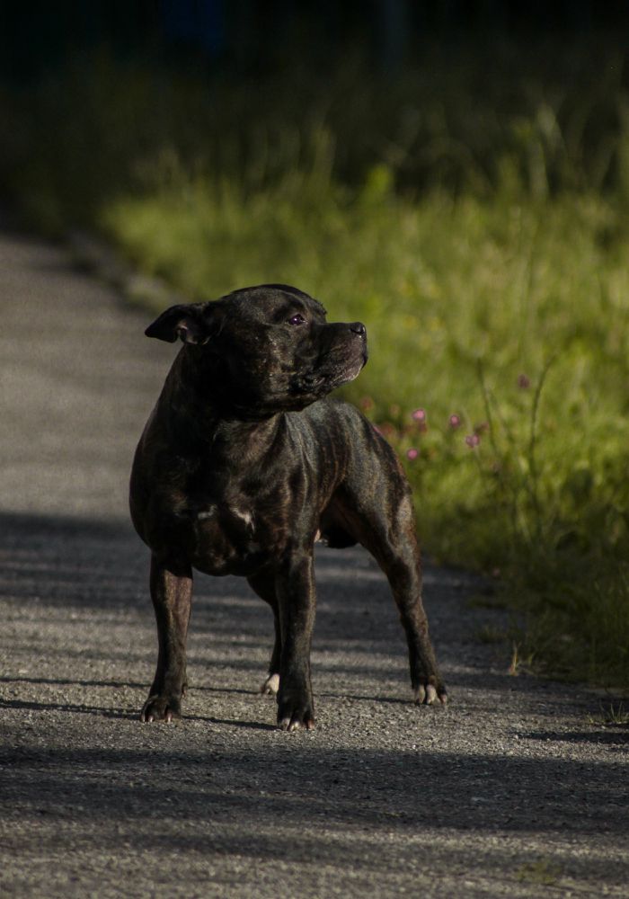 LAWSTAFF ARSENAL | Staffordshire Bull Terrier 