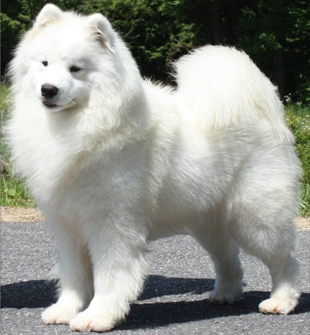 Kenjo's Been There Done That | Samoyed 